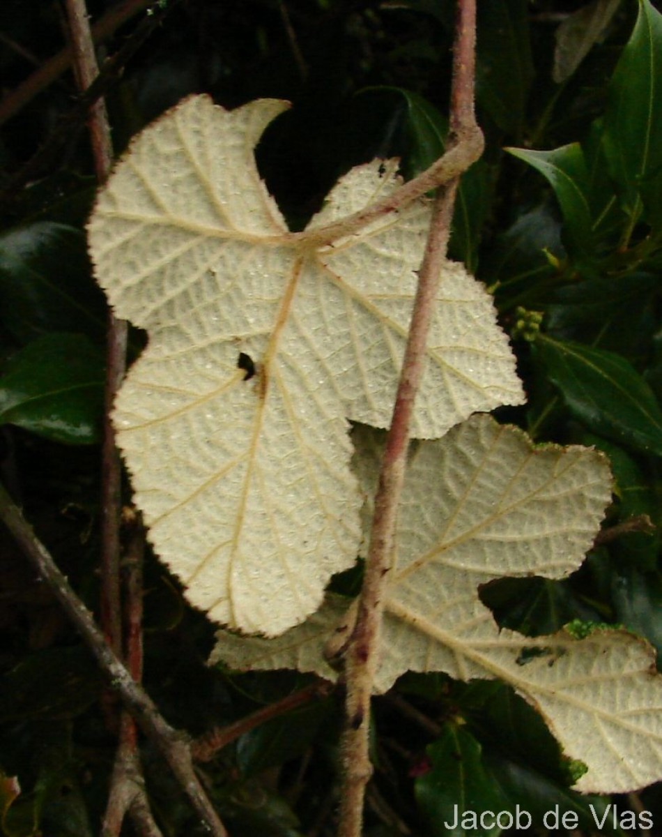 Rubus rugosus Sm.